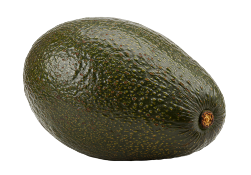 Isolated single whole dark green avocado fruit with rough textured skin and stem end intact