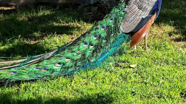 Colorful peacock with vibrant feathers at a zoo in Spata, Greece