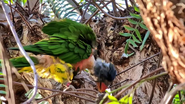 Colorful parrot caring for young in a tree at Spata zoo, Greece