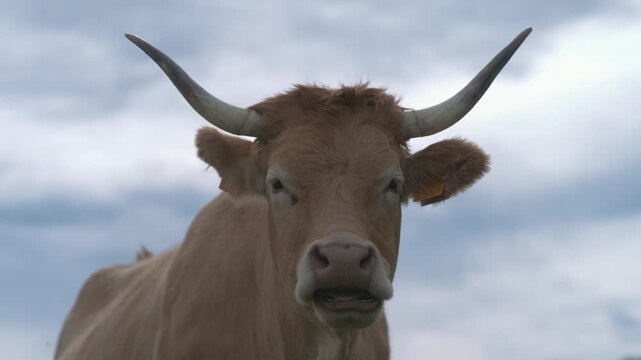 A close-up view of a horned cow, showcasing its face and expression under a cloudy sky as he casually chews his cud while looking at camera.