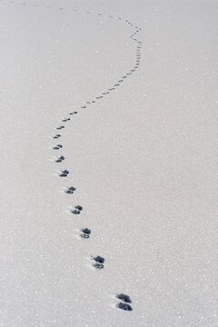 Minimal snow footprints trail fading into white silent distance