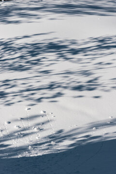Tree shadows casting abstract winter patterns on snow