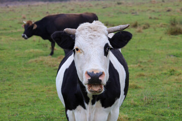 ​A humorous close-up of a black and white cow with its mouth open, appearing to be talking or calling out, in a green pasture.