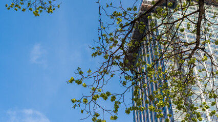 Fresh green leaves on spring tree branches framing a modern glass skyscraper under bright blue sky
