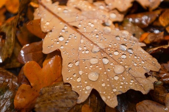 A macro shot of an autumn oak leaf generously covered in shimmering drops of dew or rain, highlighting its texture and veins.