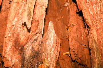 This close-up captures the texture of old, split wood featuring deep crevices and a rich, rust-red hue. The sharp edges and fibrous structure create a dramatic natural background, perfect for themes o