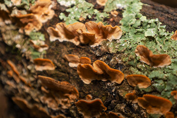 A detailed macro shot of tree bark covered with growths of orange-brown bracket fungi and patches of bright green lichen. This rich texture reflects a vibrant, wild combination of colors and shapes on