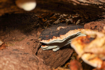 A bracket fungus with a dark, almost black top and a clearly defined white rim grows in a crevice or cavity of a rotting, brown wooden log. This is a macro shot conveying the texture and deep shadows 