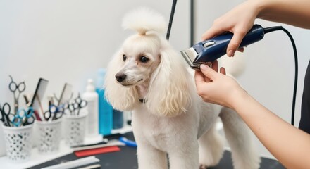 Woman groomer trimming white poodle. Pet salon. Grooming dog with electric clipper machine. Dog haircut. Animal care concept