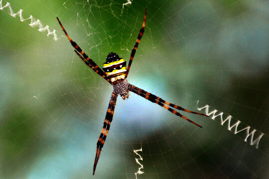 spider on a web