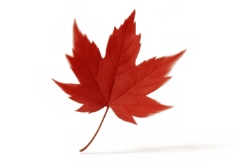 Red maple leaf on a transparent background. This vibrant autumn foliage represents the fall season and canada, offering natural beauty