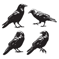 Chihuahuan Raven Silhouettes