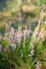 Pink common heather (Calluna vulgaris) blossoming outdoors.