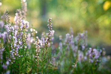 Pink common heather (Calluna vulgaris) blossoming outdoors.
