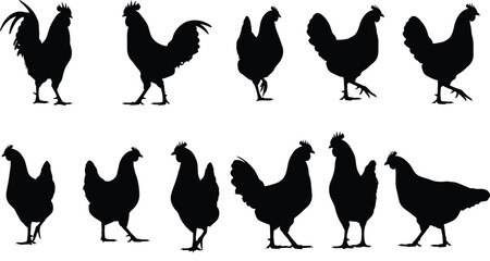 Illustration of silhouette of various chickens, showcasing different poses and breeds in a simple yet striking composition