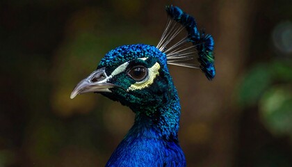 A close-up portrait of a vibrant bird, showcasing iridescent blue feathers, a distinctive crest, and sharp beak. The background is softly blurred