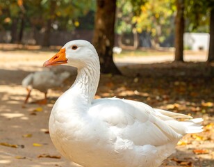 A close-up portrait of a white waterfowl with an orange beak, feathers, and eye. Another goose is blurred in the background