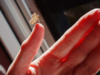 Small butterfly on lady's hand