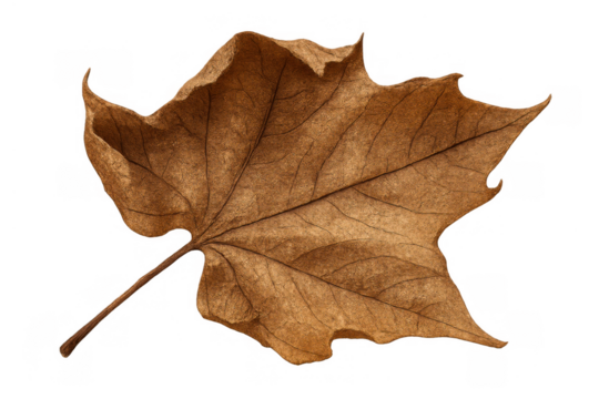 Dry autumn leaf showing brown color and textured veins, isolated on transparent background, symbolizing fall season