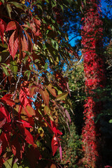 Red autumnal Virginia creeper France