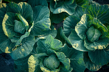 Organic cabbage grow in the vegetable garden.