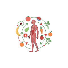 Fresh healthy food with flying vegetables and fruits. Flat vector illustration of different meal with tomato, cucumber, bell pepper, apple, and carrot. Organic food concept, diet and healthy lifestyle