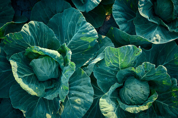 Organic cabbage grow in the vegetable garden.