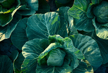 Organic cabbage grow in the vegetable garden.