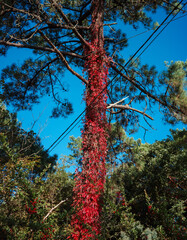 Red autumnal Virginia creeper France