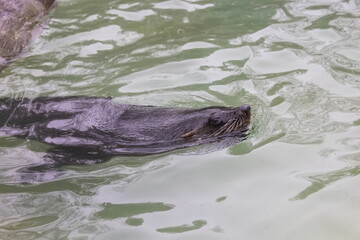 Obraz premium seehund