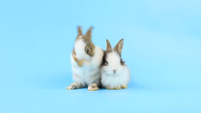 Healthy lovely bunny easter rabbit sniffing, looking around, on blue screen background. Cute fluffy rabbit, Lovely Animal concept. Symbol of easter day.