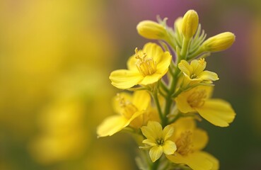 Macro view of bright yellow rapeseed flowers in bloom. Plant details show petals pistil stamen buds. Blurred green yellow purple background.