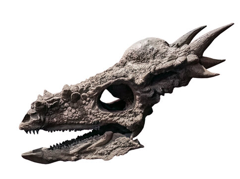 fossil of skull of Stygimoloch on white, isolated