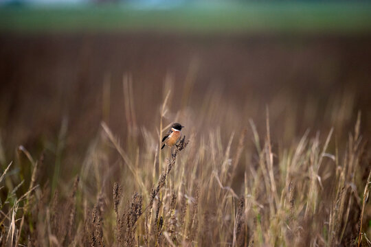 stonechat on a branch