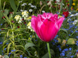 Crispa tulpe
