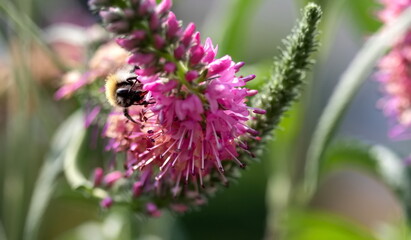 Hummel auf Ehrenpreis