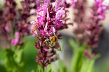 Hummel auf Ehrenpreis
