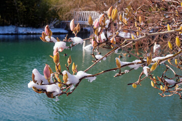 Magnolia buds under the snow in early spring. Southern Cultures park. Sirius. Krasnodar Krai.