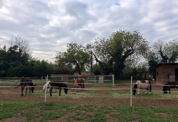 Allevamento Cavalli dentro al recinto del maneggio - pascolo