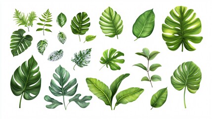 Vibrant Monstera Leaves on White Background