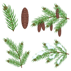 Collection of spruce branches and cones, isolated on a white background. Vector set for Christmas designs and textiles.