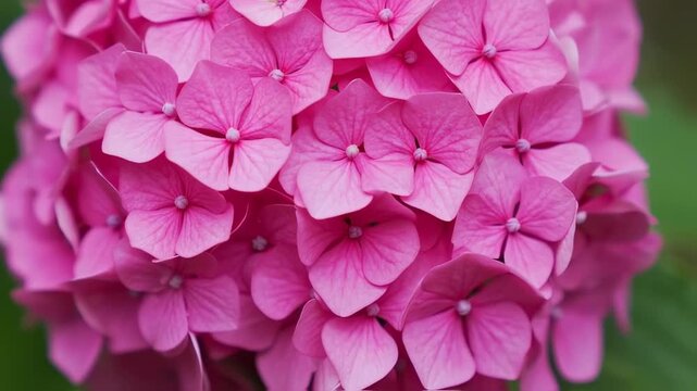 A close-up shot showcasing vibrant pink hydrangea blossoms, tightly packed in a cluster