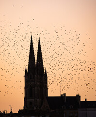 Flock of birds at sunset, church