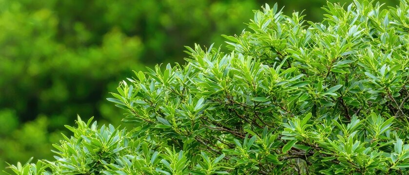 Close-up view of yew tree leaves and branches against a blurred forest backdrop during summer's lush greenery