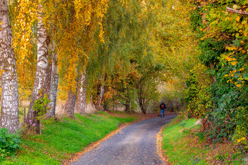 Autumn landscape, Hiking concept, A man walking on the path under the trees tunnel, Duivelsberg high hill in Berg en Dal between Beek and the Dutch-German border in Nijmegen, Gelderland, Netherlands.
