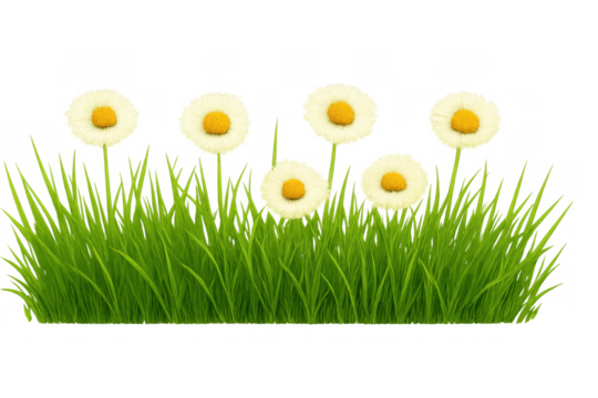 Daisies blooming in green grass border, spring meadow flowerbed, nature element on transparent background