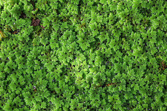 Azolla Images – Browse 906 Stock Photos, Vectors, and Video | Adobe Stock