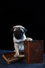 Smart dog. Pug puppy with glasses. Dog with book. Concept of knowledge. Animals are like people.Student's day.