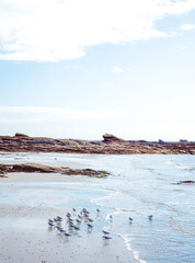 Plovers on the beach in Brittany