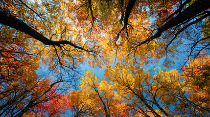 Autumn canopy viewed from below with golden yellow and red foliage against blue sky trees leaves